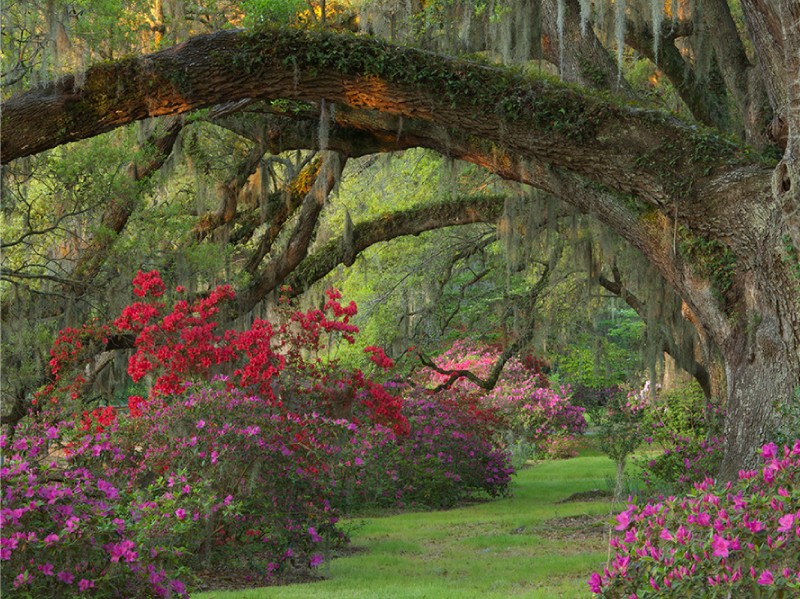 Magnolia Plantation and Gardens