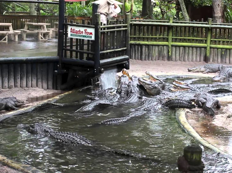 St. Augustine Alligator Farm
